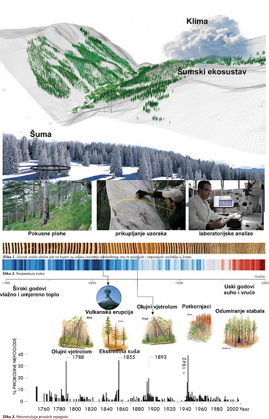 Shematski prikaz istraživačkih aktivnosti na analizama utjecaja klime na rast i razvoj stabala te rekonstrukcijama elementarnih nepogoda u prošlosti