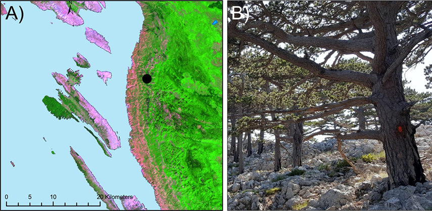 Područje istraživanja A), izgled prašume crnoga bora (Pinus nigra Arnold) B)