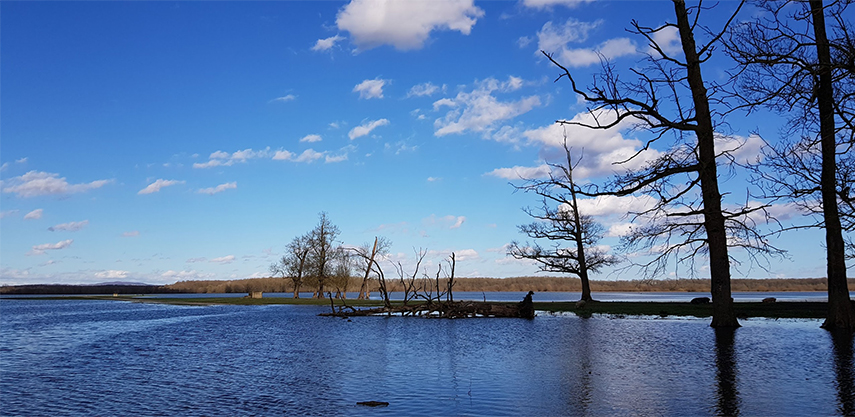 Stabla u poplavnim područjima bilježe povijesne protoke i vodostaje rijeke Save