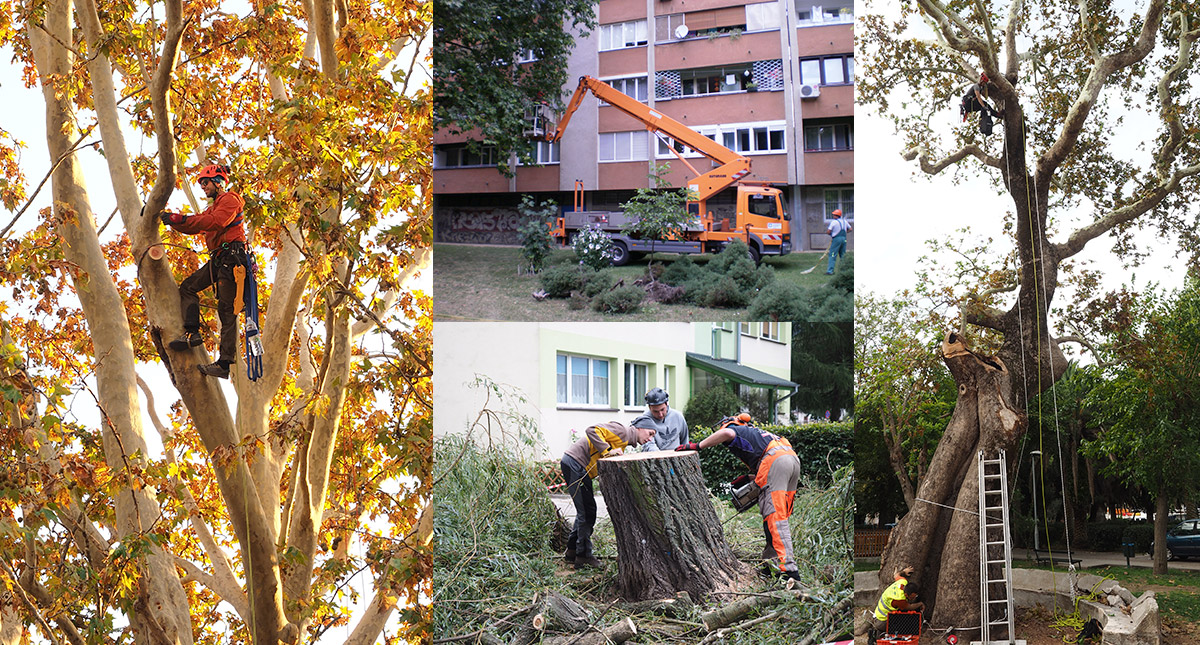 Što mogu raditi s diplomom studija Urbanog šumarstva, zaštite prirode i okoliša